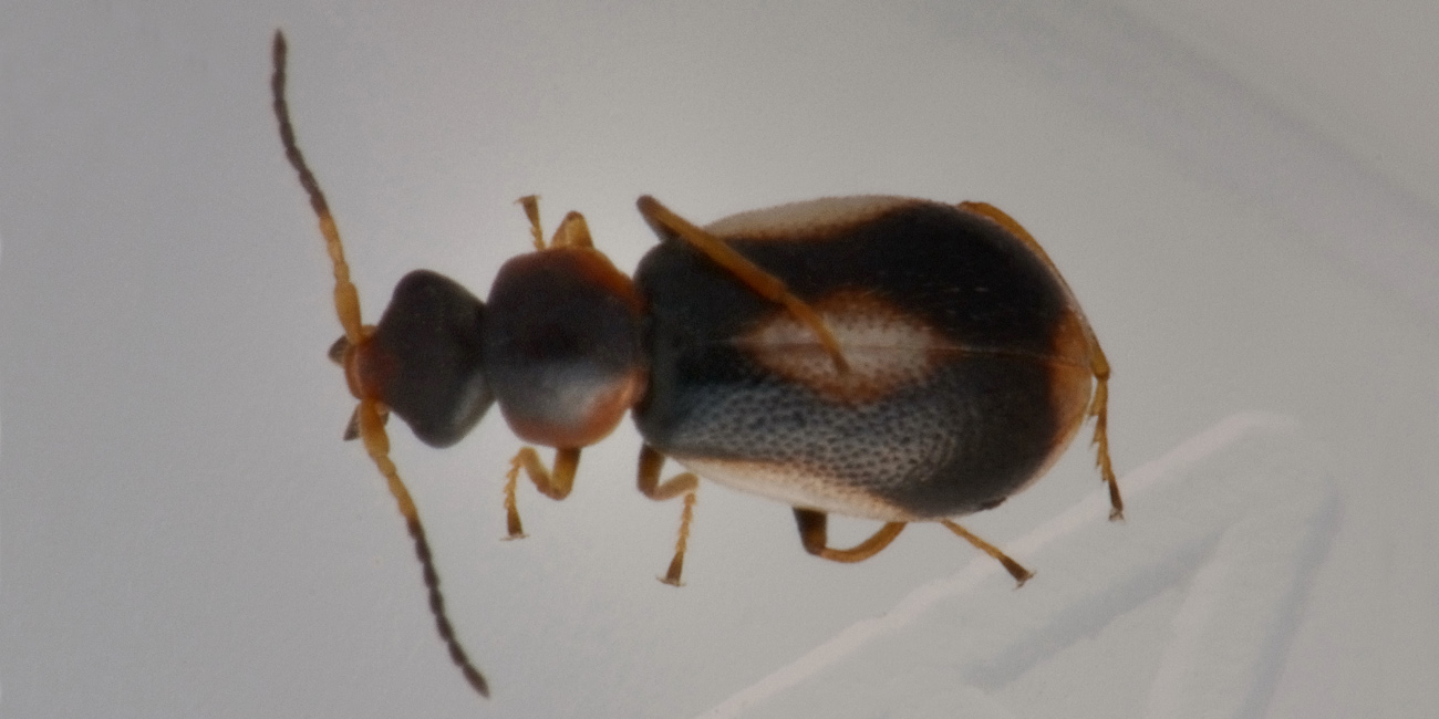 Malachiidae: Colotes maculatus?  Sì !